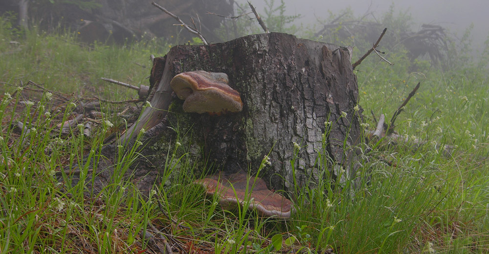 Pioggia per 2 giorni...i funghi arriveranno